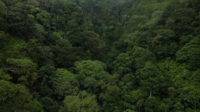 4K aerial view of a deep valley filled with dense green tropical rainforest under misty skies.