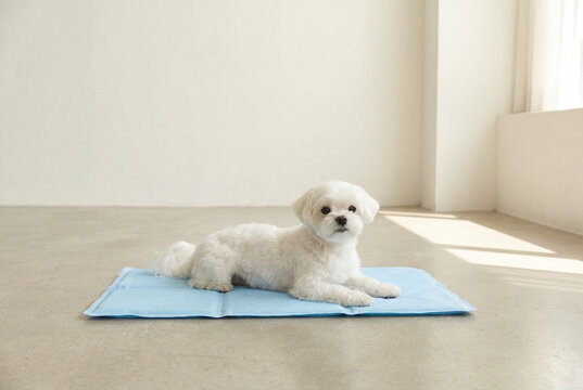 Small white dog lying on a blue cooling mat. Fluffy pet resting on concrete floor in a bright minimalist room. Summer heat relief for animals