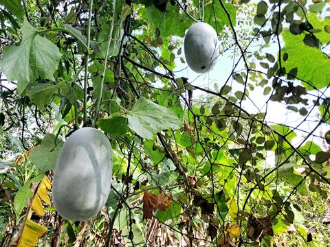 Fresh winter melon hanging on green vine in backyard garden for organic home gardening concept.