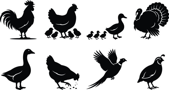 Black silhouette farm bird vector collection featuring chicken, rooster, turkey, duck, goose, pheasant, and quail