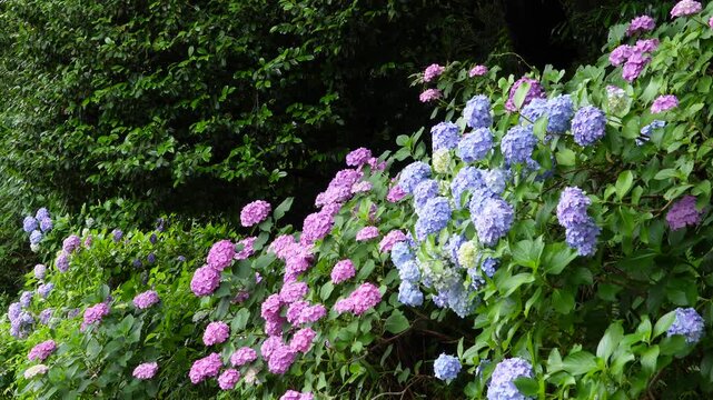 曇り空の初夏、飛鳥の小径の緑豊かな斜面を色鮮やかに彩るピンクと青の紫陽花（あじさい）