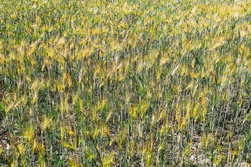 Obraz premium Ripening barley field with golden grain heads growing in agricultural farmland. Cereal crop approaching harvest season. Rural farming production and food supply landscape background.