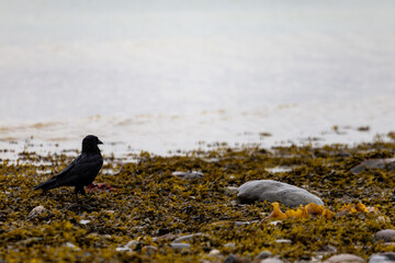 Obraz premium Gaspesie, Canada, 15 June 2026 : A black bird stands on a seaweed-covered shore next to water.