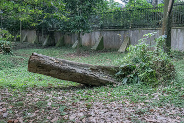 Broken tree trunk extends from a rooted stump across a leafy tropical clearing, documenting natural damage, fallen timber, decay, disturbance, woodland management, and recovery © Joko