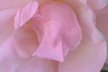 Obraz premium Delicate pink petals unfold in soft light, revealing nature's exquisite beauty in a tranquil garden