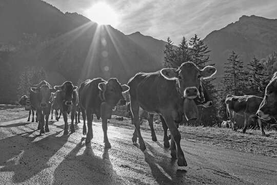 K&uuml;he - Herde - Viehscheid - Almabtrieb - Sonnenaufgang - Allg&auml;u