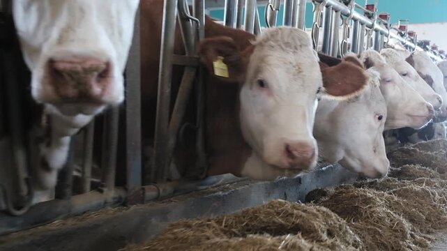 Close-up shot of a herd of brown and white Simmental cows eating hay at a feeding trough in a modern indoor dairy farm.