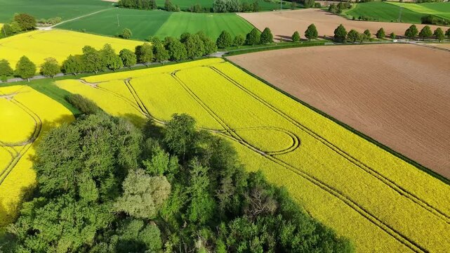Drone flying Backward over blooming rapeseed fields and small pond in spring countryside