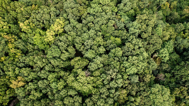 Aerial view of a forest in the Ozark Mountains of Missouri