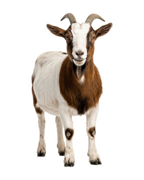 Domestic brown and white goat standing and facing the camera, isolated on a clean white background. Healthy farm animal with curved horns, detailed fur texture, alert expression, and full-body view
