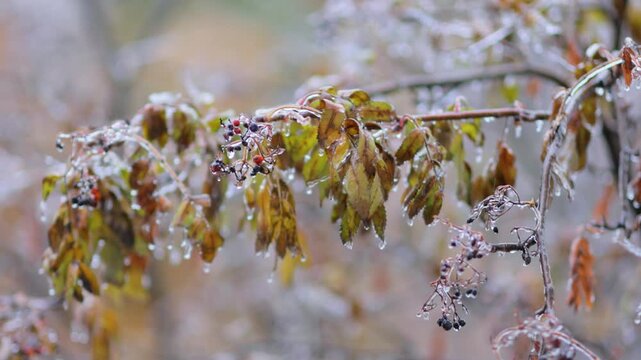 Frozen branches with leaves and berries covered in ice during winter weather.
