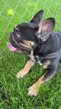 american staffordshire terrier