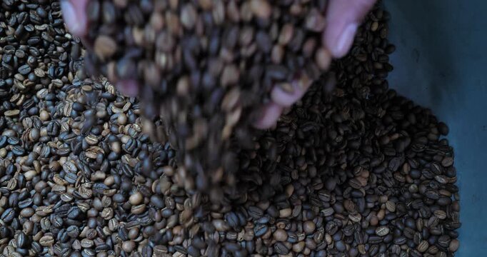 Roasted coffee beans are falling from a farmer's hand; the farmer is inspecting the beans.