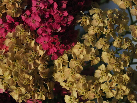 blooming yarrow bright flowers