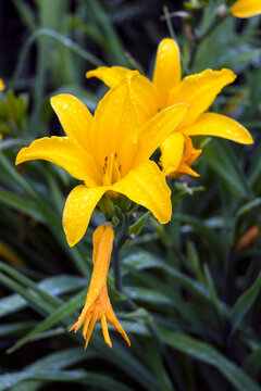 Planta y flor de lirio de d&iacute;a, Hemerocallis lilioasphodelus