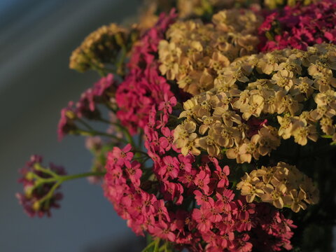 blooming yarrow bright flowers