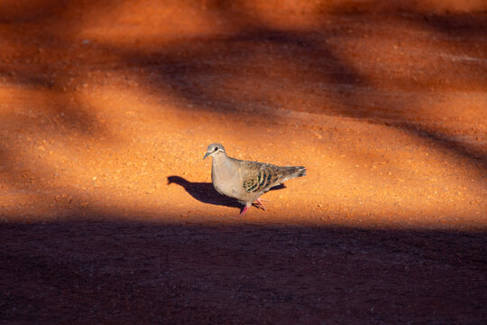 Common Bronzewing Pigeon - Western Australia