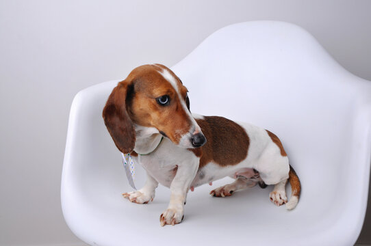 cachorro fofo da ra&ccedil;a duchshund 