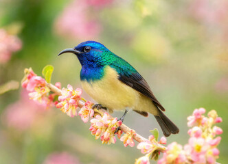 Fototapeta premium Small blue and yellow bird perched on pink flowers