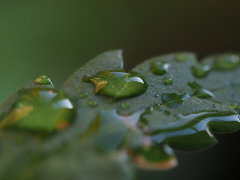 water droplets on cannabis leaves
