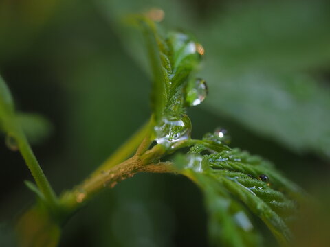 water droplets on cannabis leaves
