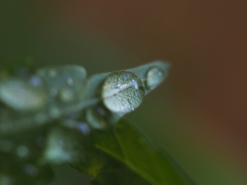 water droplets on cannabis leaves
