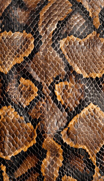 Python Snake Skin Texture