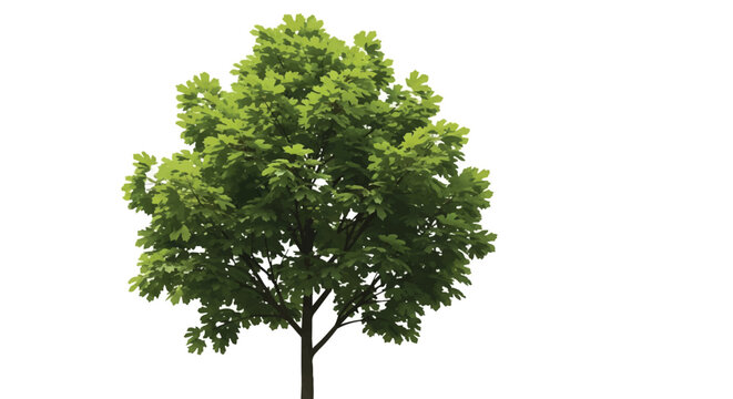Lush green fig tree with dense canopy and broad leaves