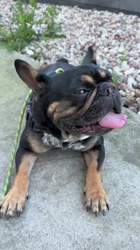 french bulldog puppy