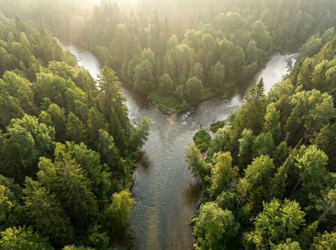 Aerial view of a Y-shaped river fork merging through a dense green pine forest with morning mist and golden sunlight