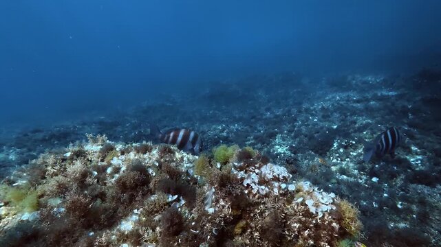 Underwater life - Imperial bream fish swimming in crystal waters