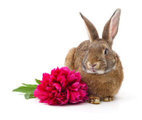 Fototapeta premium Brown rabbit with a pink peony flower isolated on a white background.