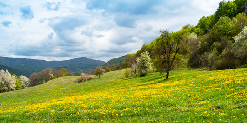 Fototapeta premium Beautiful green meadow covered with yellow dandelion flowers in the mountains under a cloudy sky. Spring landscape with a blooming yellow flower field, green hills, and forest.