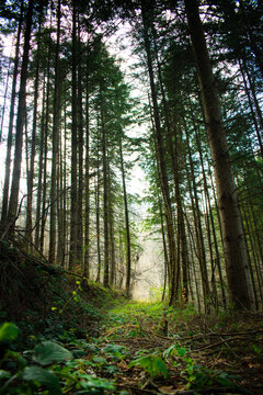 Low angle view of a narrow path leading through a dense pine forest with tall trees. Scenic forest trail surrounded by majestic pine trees reaching for the sky.