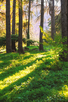 Sunlit forest creates tranquil woodland landscape