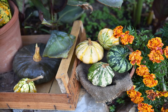 Pots de coloquintes en automne