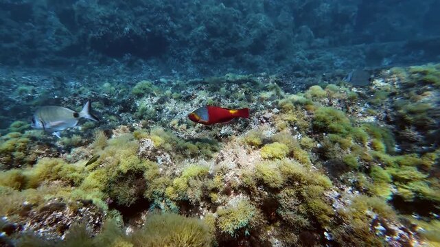 Underwater life - Mediterranean red parrot fish swimming in crystal waters