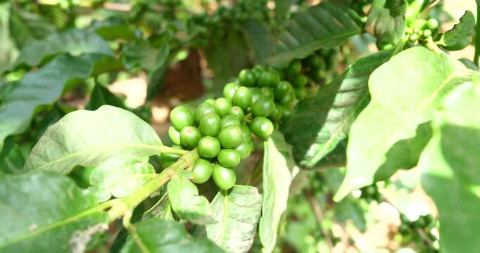 Coffee plantation, coffee growing concept, coffee plants growing on trees.