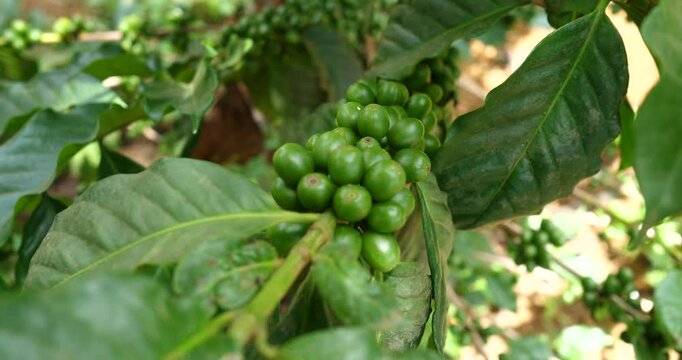 Coffee plantation, coffee growing concept, coffee plants growing on trees.
