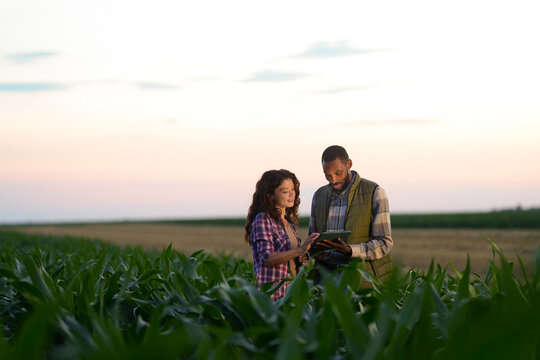Two farmers stand in a cornfield while using a tablet to check crops. The sky is brightening as dusk falls. Fields stretch out behind them, showing the rural landscape.