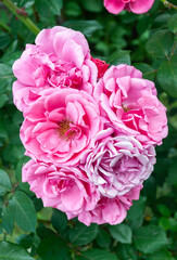 Fototapeta premium Beautiful blooming pink roses in a sunny summer garden