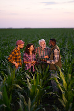 Four farmers stand in a corn field during the evening. They talk about their crops and share ideas. The sun sets in the background.
