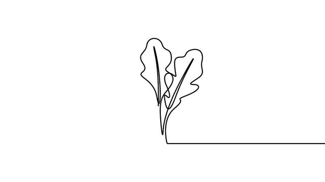 Arugula leaves continuous one line art animation for healthy food concepts. Minimalist continuous line drawing animation of fresh arugula leaves for organic food themes.