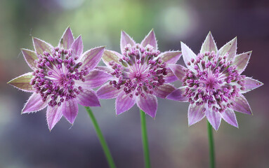 Różowe kwiaty jarzmianki większej (Astrantia major) w zbliżeniu na rozmytym zielonym tle © mycatherina
