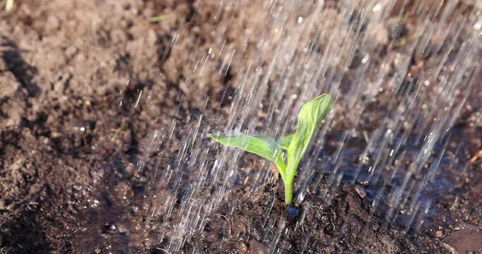 A small green squash sprout in the ground, a young sprout of an agricultural crop makes its way through the moist soil in spring