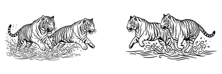 Fototapeta premium Powerful pair of adult tigers running through splashing water in dynamic poses representing wildlife movement and natural predators in jungle habitat.