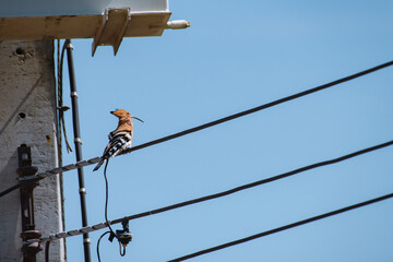Urban wildlife adaptation for Eurasian Hoopoe bird perches on human's power line with electricity pole,  local species foraging in city landscape, habitat awareness for world environment day © NIIIMAGE