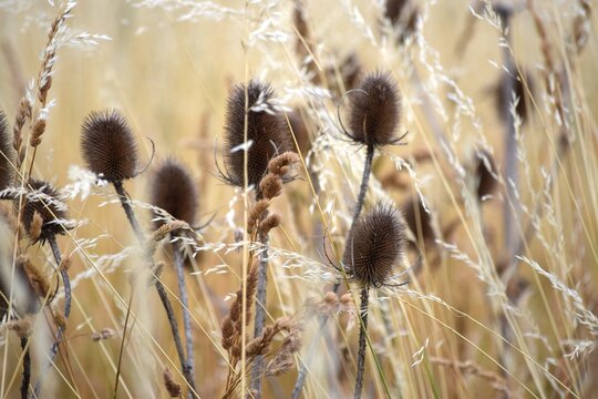 Dry meadow