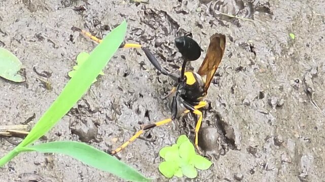 

4K Extreme Close-up Macro Shot of a Mud Dauber Wasp (Sceliphron) Shaping a Mud Ball and Flying Away from Wet Muddy Ground #001
