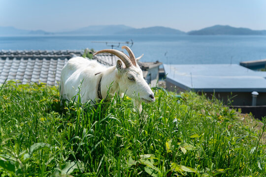 山口県祝島のヤギ